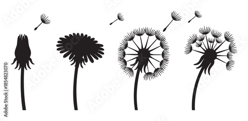Dandelion plant life cycle stages, from a closed bud to a fully bloomed flower and a seed head with seeds blowing in the wind, depicted as a black silhouette illustration.