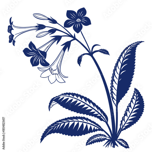cape primrose streptocarpus rexii blue silhouette on white