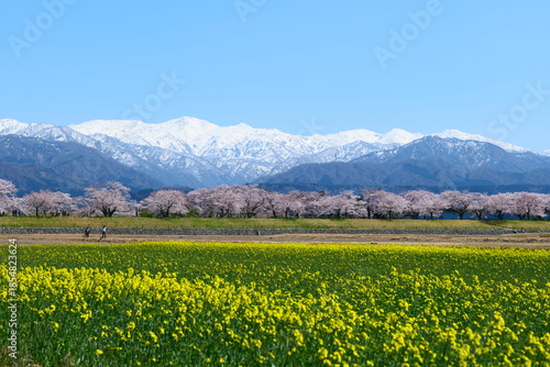 舟川べり桜並木。朝日、富山、日本。４月上旬。