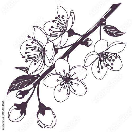 crabapple-japanese flower line art vector on white background