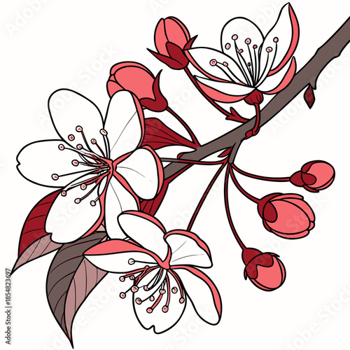 vector illustration of crabapple malus prairefire royal raindrops flower