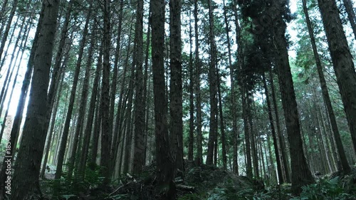 In the empty forest, many trees swaying