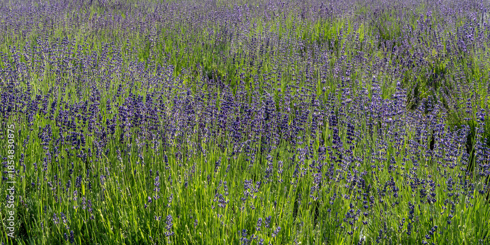 Fototapeta premium lavender field