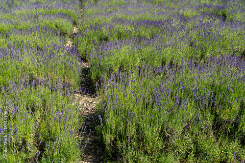 lavender field