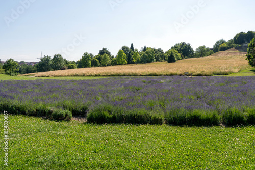 lavender field