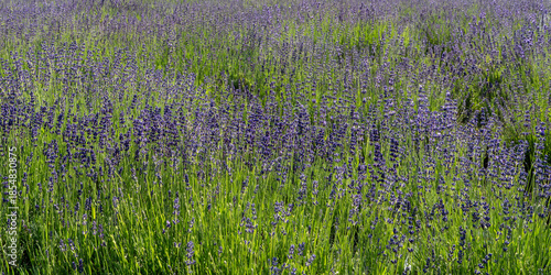 lavender field