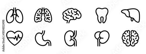 Human Body Organs Icons: Brain, Lungs, Stomach, Liver, Kidneys. Human organ icons for medical and health concepts.