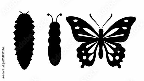 Butterfly life cycle stages silhouettes, caterpillar to winged adult