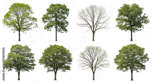 Collection of eight diverse deciduous trees some with full foliage and others as bare winter silhouettes isolated on transparent background