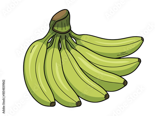 Bunch of green bananas hanging together in a vector illustration