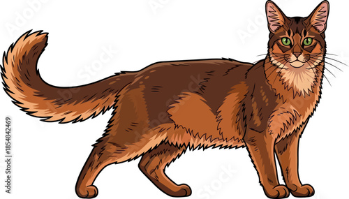 forest fire feline a regal gaze from the wild heart of domestic grace, vector isolated on transparent background