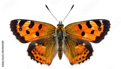 Vibrant butterfly with stunning orange and black wings spread wide