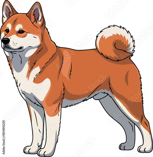 spirit of japan the alert and beloved shiba inu in modern illustration, vector isolated on transparent background