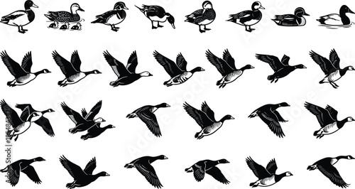 Duck and goose silhouettes collection showing flying swimming and walking waterfowl poses isolated on white background vector illustration set