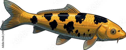 zen pond jewel a stylized koi symbolizing abundance and tranquil beauty, vector isolated on transparent background