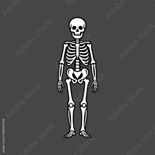 Illustrated Human Skeleton in Standing Anatomical Pose.