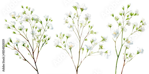Background with tiny white flowers (gypsophila paniculata), blurred. Flower transparent background