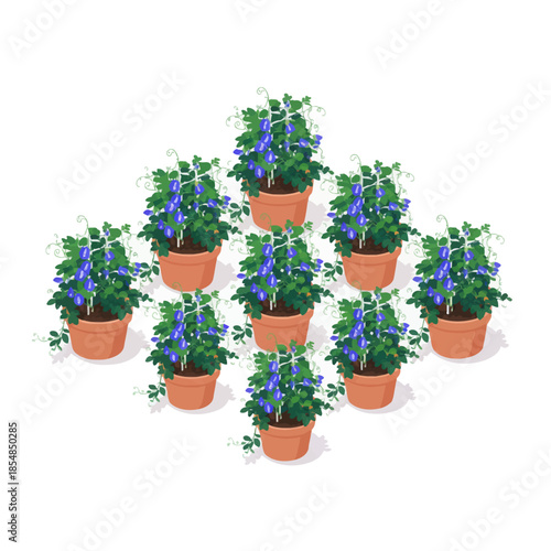 flower pots of butterfly pea flowers lined up