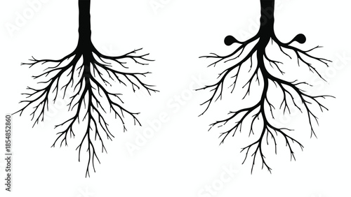 Healthy plant roots contrasted with roots showing signs of disease or damage