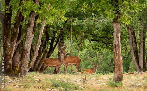 Cerfs élaphes dans une forêt verdoyante du sud-ouest de la France