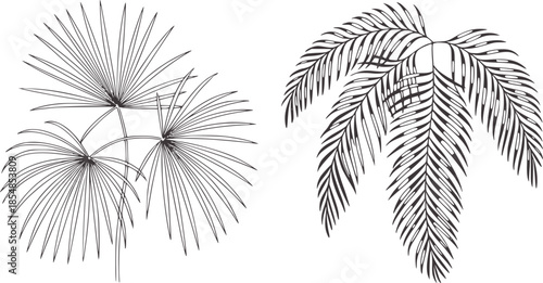 Detailed black and white palm leaves and fan palm fronds