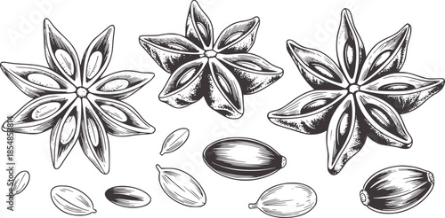 Detailed botanical of star anise seed pods and seeds