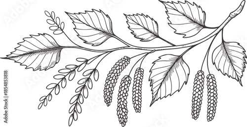 Detailed hand drawn birch branch with leaves and catkins line