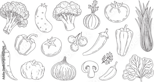 Hand drawn black and white line vegetables collection outline