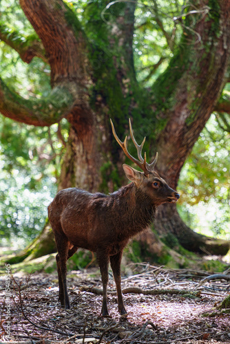 自然と共に生きる奈良公園の鹿