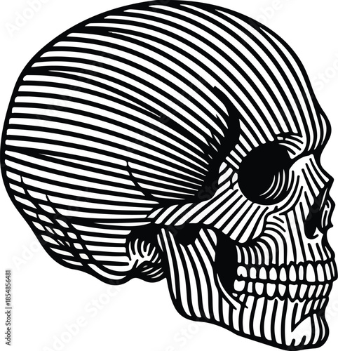 Striking Line Art Skull A Bold and Graphic Anatomical Illustration.