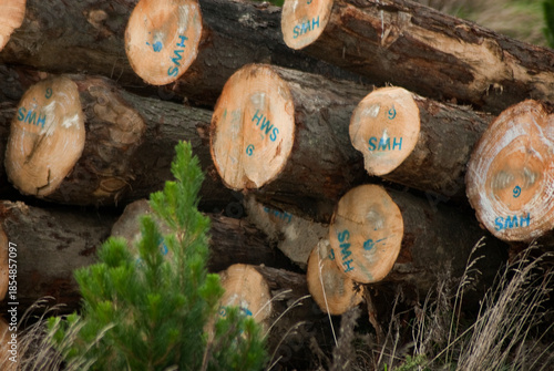 Bild auf Leinwand Sawn timber in NZ pine plantation