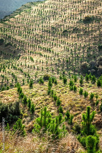 Tablou pe pânză Pine plantations in New Zealand