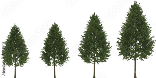 Coniferous tree illustration set, growth stages, evergreen foliage, landscaping vector, nature clipart, seasonal forest design, pine tree progression