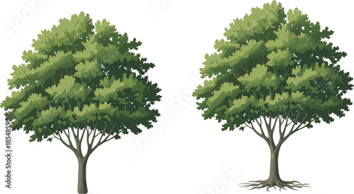 Realistic tree illustration set, two deciduous canopy variations, trunk and root detail, botanical vector graphic, nature design elements, landscape clipart