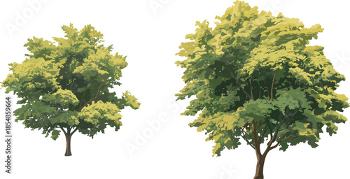 Stylized deciduous tree illustration set, green and yellow foliage, nature vector graphic, botanical design element, landscape clipart, seasonal tree icons