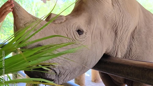 Rhinoceros feeding in open zoo. People with bunch of grass in arms feeding the Big Rhino in the zoo. Big White Rhinoceros in Safari Park. 