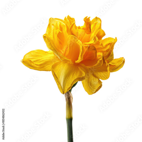 Bright yellow double daffodil flower with ruffled petals on black bloom blossom, Isolated On Black Background, Png Transparent Background, Cut Out