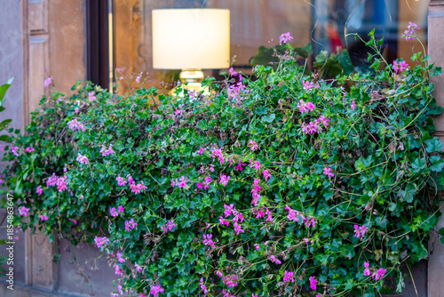 Фотография Blooming geraniums in window box on townhouse facade green urban decoration by w