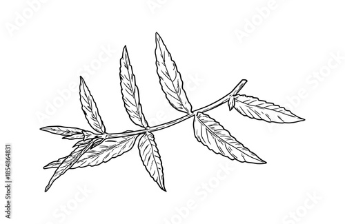 Lemon verbena sprigs and leaves, black and white sketch. Vector illustration. Kitchen herbs and spices isolated on white background. Twig with leaves.