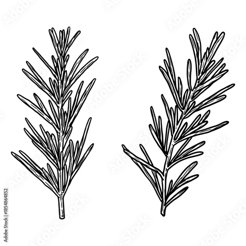 Rosemary sprigs, black and white sketch. Vector illustration. Kitchen herbs and spices isolated on white background. Suitable for recipes, menus, banners, cookbooks, and textiles.
