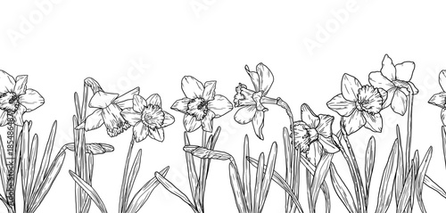 Narcissus flowers and leaves on a seamless border, sketch. Vector illustration. Spring garden flowers, isolated on a white background. For Easter, birthday or wedding cards, invitations and textile pr