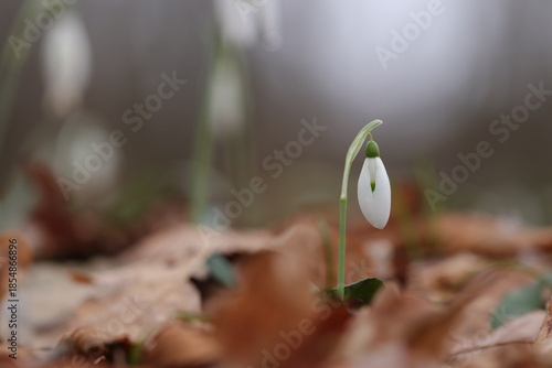 fiore di bucaneve nel bosco