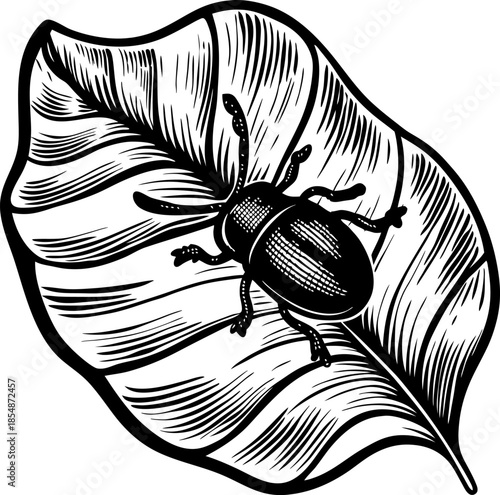 Beetle on tropical leaf, intricate vintage engraving insect illustration, detailed entomology nature graphic, black and white line art