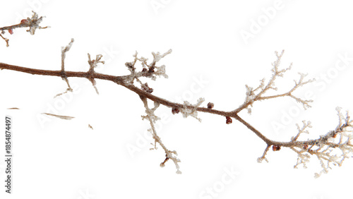 Close-up of a bare tree branch covered in delicate frost and ice against a stark white background, showcasing winter's intricate details.