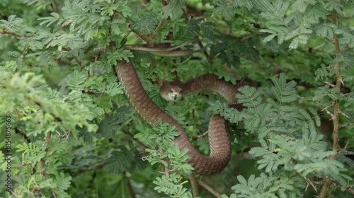 A female boomslang and a bird pestering it