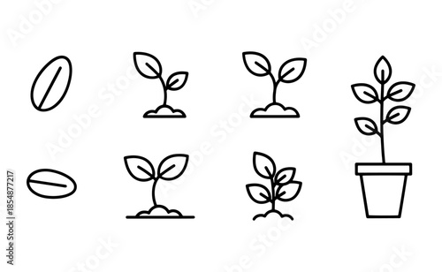 Seedling Growth Stages in Pot.