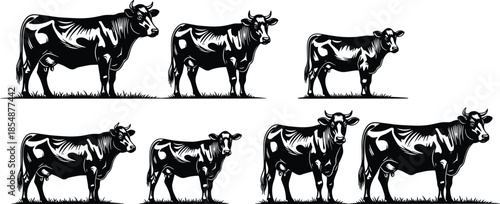 Collection of black and white cattle silhouettes including bulls and calves for butchery labels and farm logo design on white background