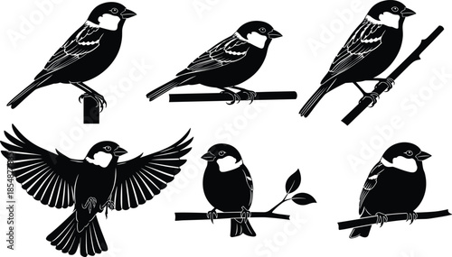 Set of black sparrow bird silhouettes sitting on branches and flying isolated on white background for nature design