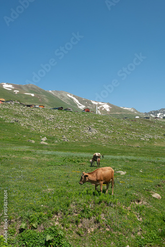 Livestock farming in the highlands. Raising animals in high altitudes. Cattle grazing in the highlands during the spring months. Cows grazing in the green fields. Gölyayla, Rize, Türkiye.
