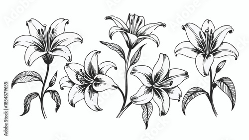 A black and white line art illustration of five lily flowers arranged in a horizontal composition. 